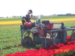 [Cutting flowers Afbeelding 224.jpg]
